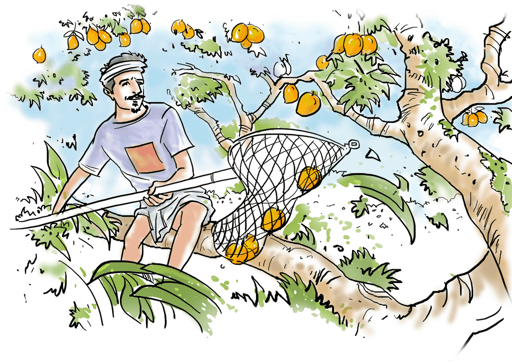 Alphonso Box