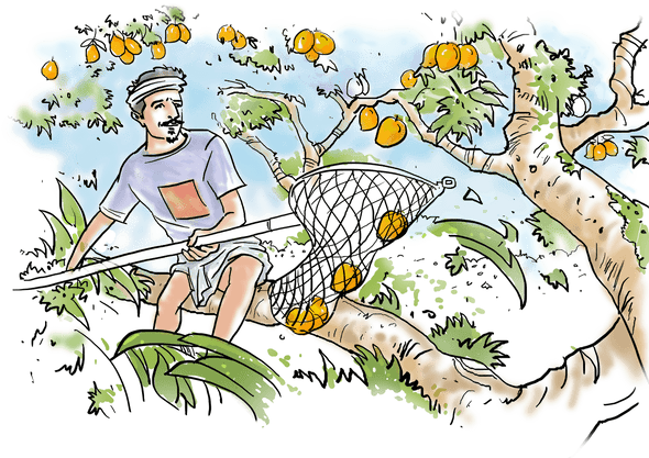 Alphonso Box